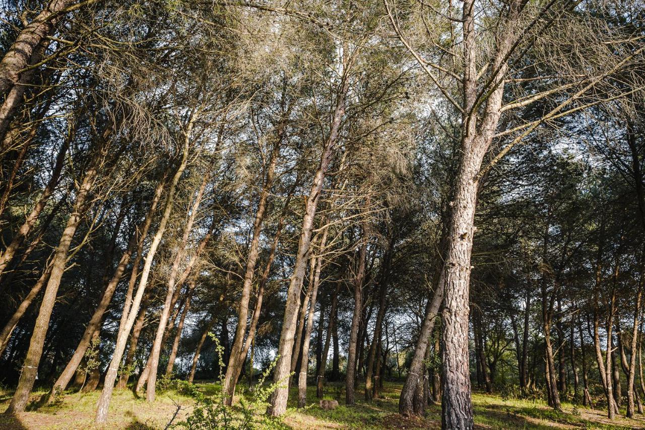 Ad Un Passo Da Cisternino - Trulli Con Foresta, Bici E Barbecue Extérieur photo